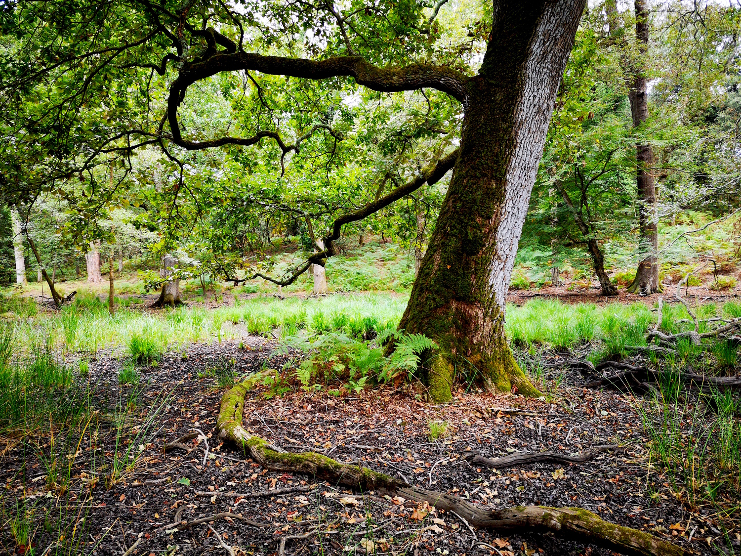 San Rossore estate Comune di Pisa Turismo